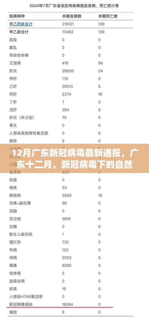 广东十二月新冠病毒最新通报，自然探索之旅寻找内心宁静绿洲
