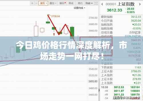 今日鸡价格行情深度解析,市场走势一网打尽!