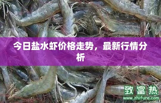 今日盐水虾价格走势，最新行情分析