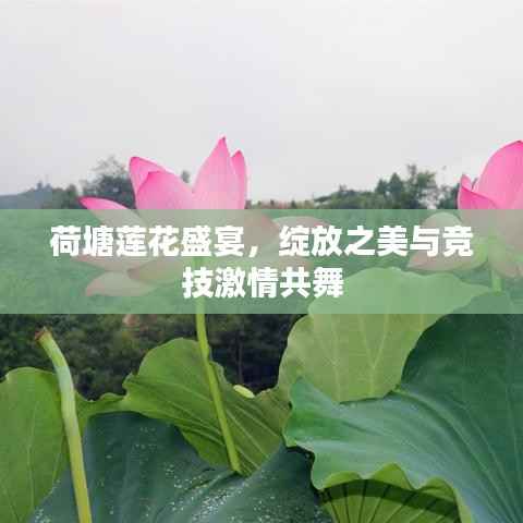荷塘莲花盛宴，绽放之美与竞技激情共舞